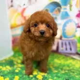 タイニープードル