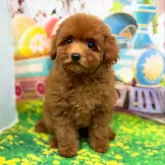 タイニープードル【千葉県・女の子・2025年10月4日・レッド】の写真1