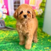 トイプードル(ティーカップ)