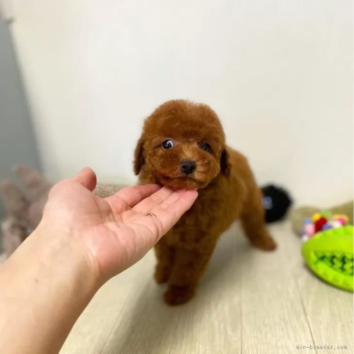 ID：2405-02883の子犬