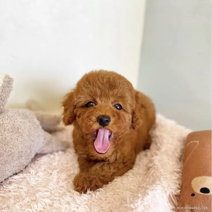 ID：2408-02340の子犬