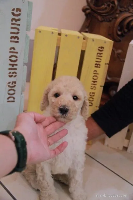 ID：2009-00213の子犬