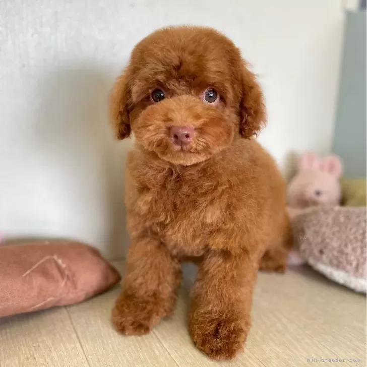 ID：2405-02873の子犬