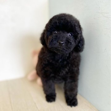 トイプードル(タイニー)【千葉県・女の子・2024年1月9日・ブラック】の写真「♡ノーズ（鼻）小さくて美人さん♡」