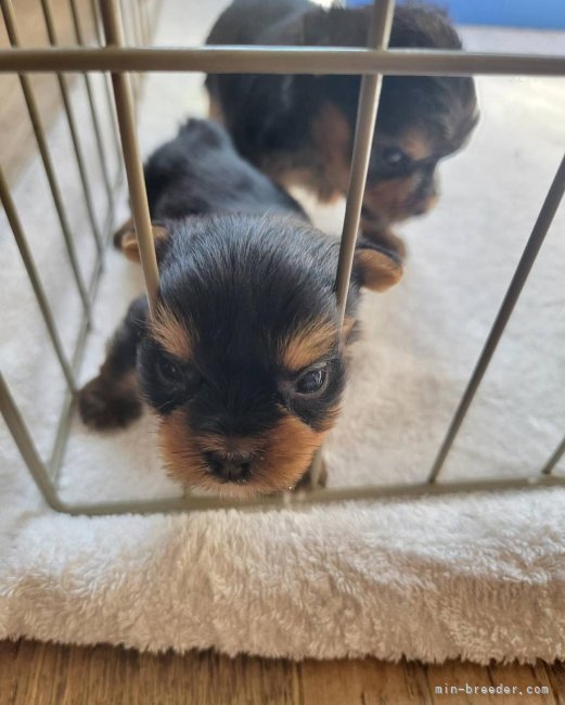 育つ環境、とっても大事！｜矢野　加奈子(やの　かなこ)ブリーダー(東京都・ヨークシャーテリアなど・JKC登録)の紹介写真10