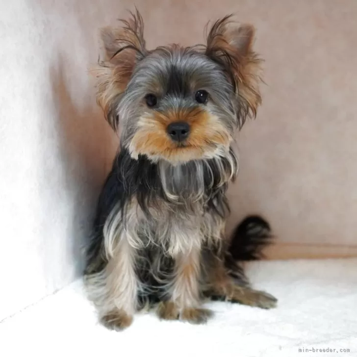 ヨークシャーテリア【東京都・女の子・2025年5月27日・スティールブルー&タン】の写真1