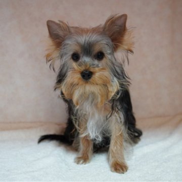 ヨークシャーテリア【東京都・男の子・2025年6月29日・スティールブルー&タン】の写真「女の子顔の男の子。天真爛漫楽しい子です🎵」