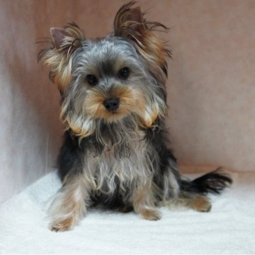 ヨークシャーテリア【東京都・男の子・2025年6月29日・スティールブルー&タン】の写真「肉付き最高！むっちむちくん！」