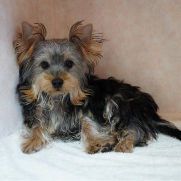 ヨークシャーテリア【東京都・男の子・2025年6月29日・スティールブルー&タン】の写真「肉付き最高！むっちむちくん！」