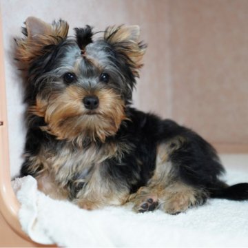 ヨークシャーテリア【東京都・男の子・2025年6月29日・スティールブルー&タン】の写真「肉付き最高!むっちむちくん!」