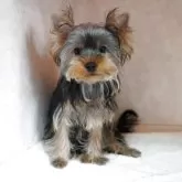 ヨークシャーテリア【東京都・女の子・2025年5月27日・スティールブルー&タン】の写真1