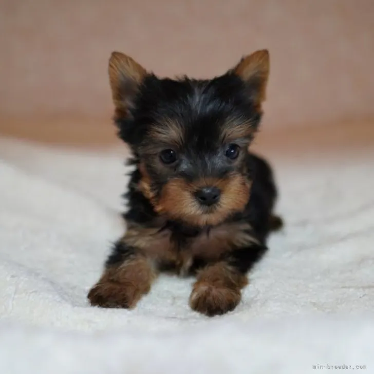 ムラチッチ 様のお迎えした子犬
