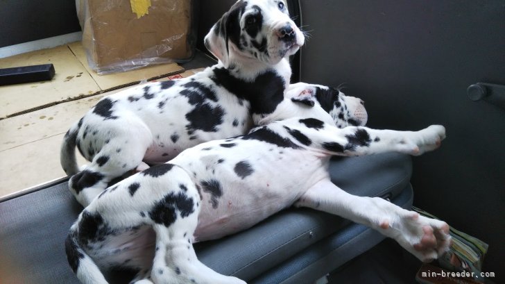 大石　正(おおいし　ただし)ブリーダー(群馬県・グレートデンなど・JKC登録)の紹介写真8