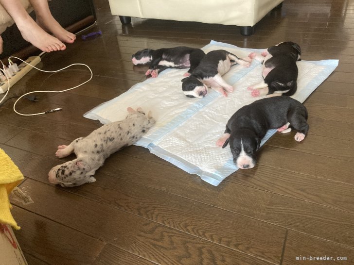 大石　正(おおいし　ただし)ブリーダー(群馬県・グレートデンなど・JKC登録)の紹介写真9