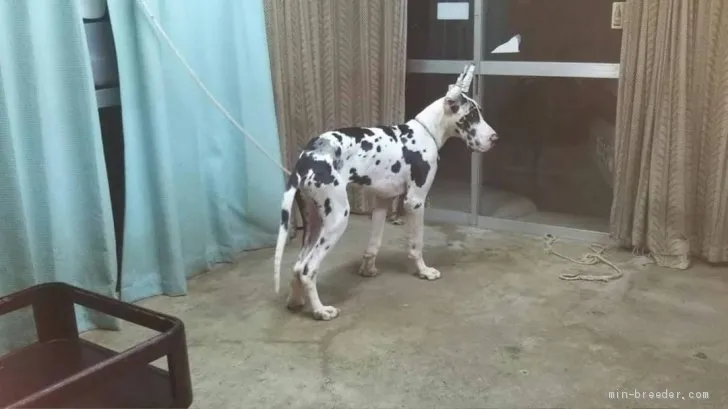 ID：1909-00469の子犬