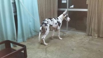 グレートデン【群馬県・男の子・2019年4月10日・ハルクイン、】の写真「フロント抜けの綺麗なカラーDNAあり」