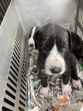 グレートデン【群馬県・女の子・2021年6月6日・ハルクイン、系ブラック】の写真「生まれも育ちもとにかくおおきい」