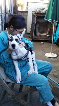 グレートデン【群馬県・女の子・2019年3月27日・ハルクイン、】の写真「綺麗なハルクイン」