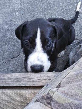 グレートデン【群馬県・女の子・2020年2月10日・ブラック】の写真「４足に白足袋鼻回りしろ」