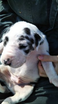 グレートデン【群馬県・男の子・2020年3月27日・ハルクイン】の写真「綺麗です、サイズも大きくなると思う。」