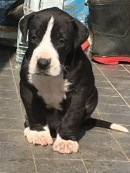 グレートデン【群馬県・男の子・2020年2月10日・ブラック】の写真「ミルクを飲むとき眠りのままで飲みます」