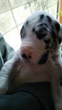 グレートデン【群馬県・女の子・2020年3月27日・ハルクイン】の写真「黒と白、が綺麗です」