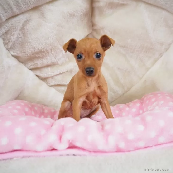 ID:2506-02959の子犬