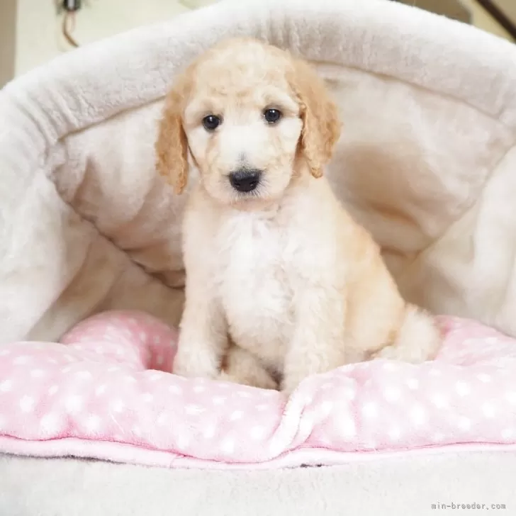 ID:2507-00675の子犬