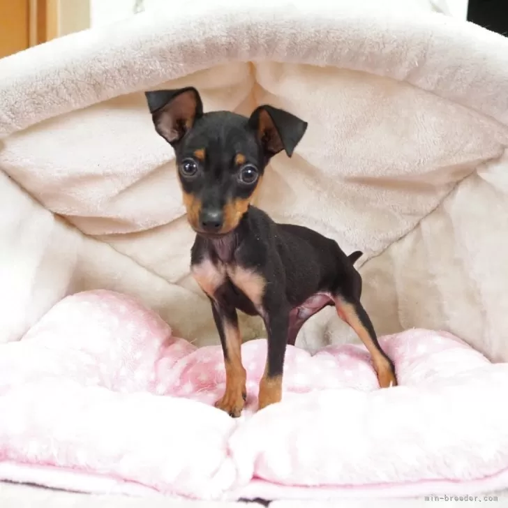 Y.T 様のお迎えした子犬