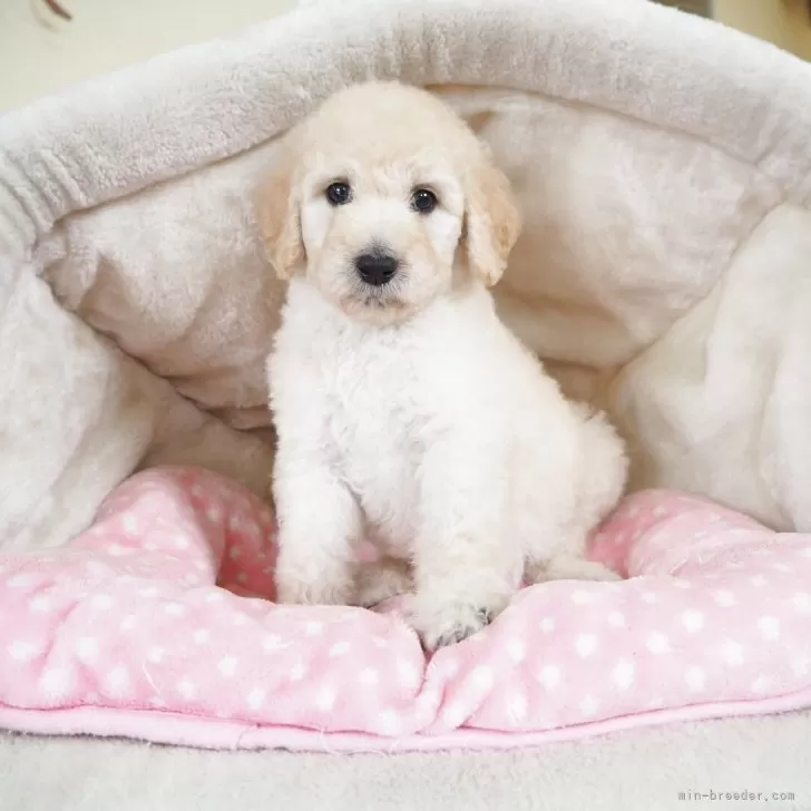 ID：2507-00674の子犬