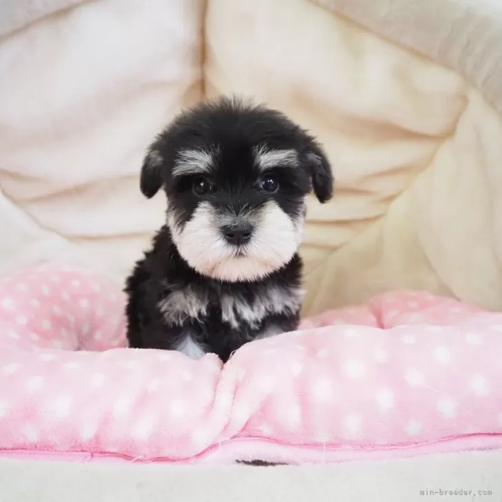 ID:2502-04302の子犬