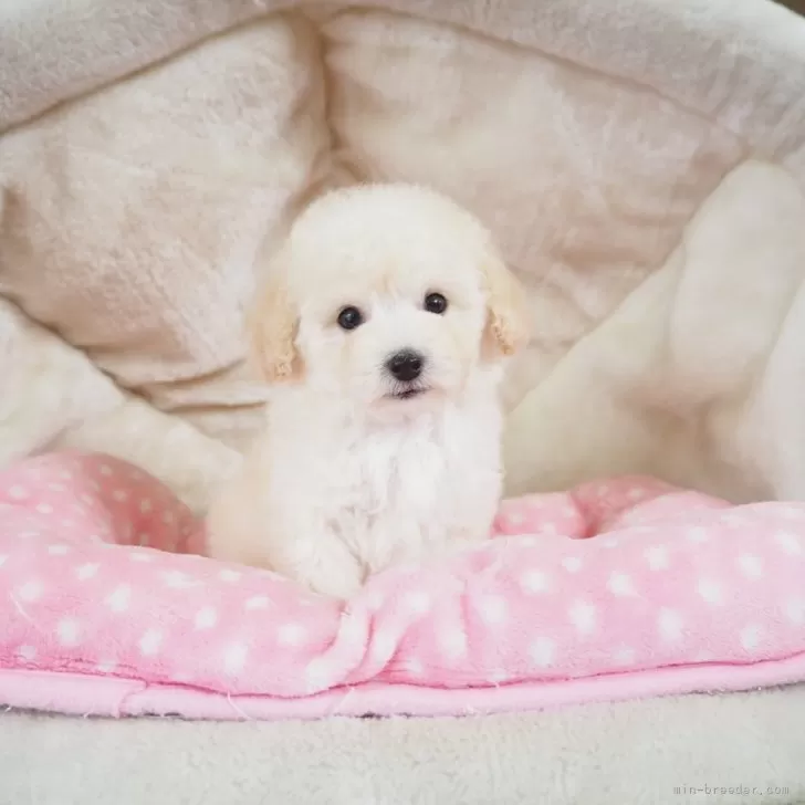ID:2507-02254の子犬