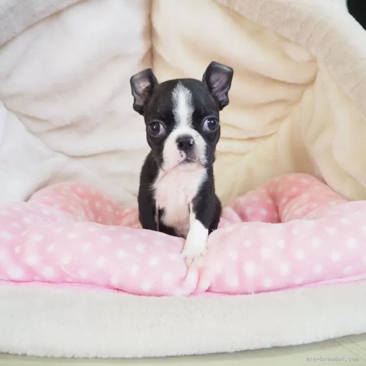 ジイチャン 様のお迎えした子犬