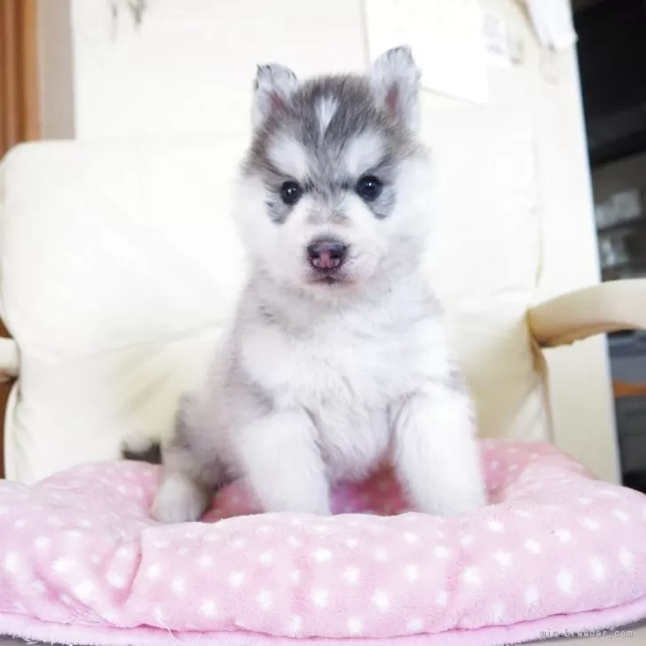 ID:2506-01219の子犬