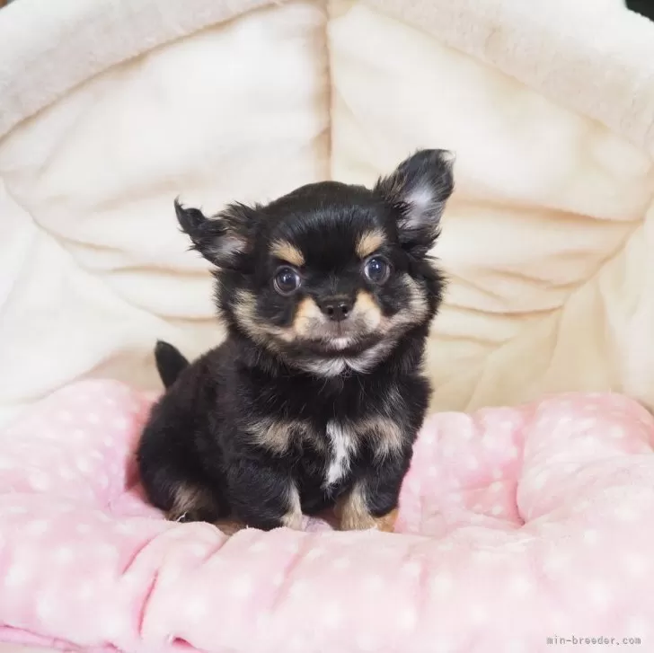 ID：2508-02483の子犬