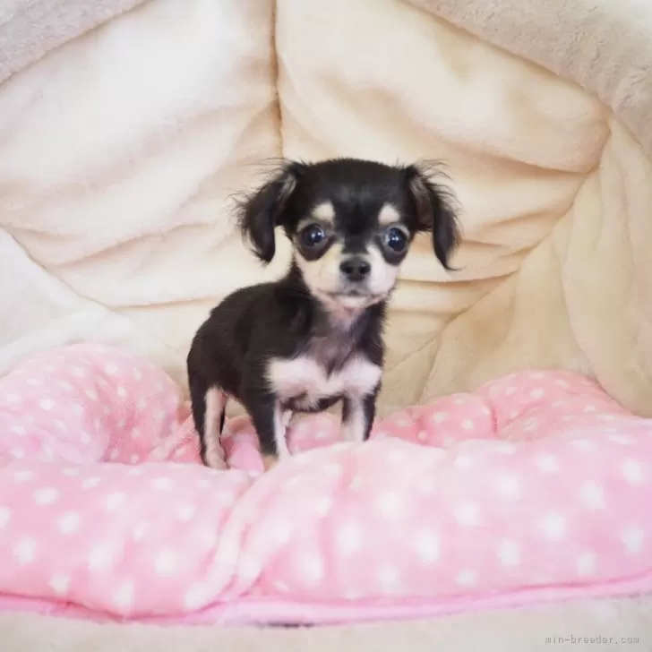 ID:2412-01060の子犬
