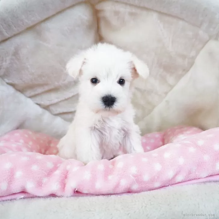 K.S 様のお迎えした子犬
