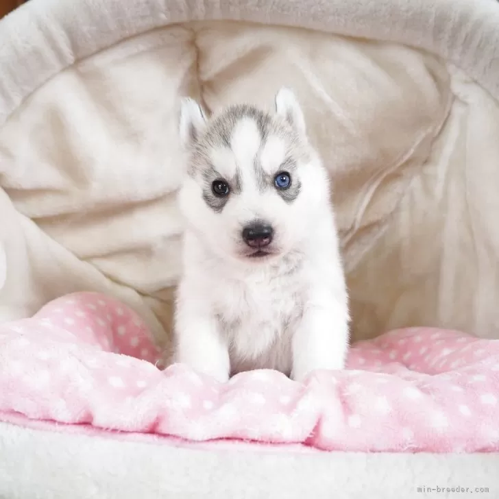 ID：2504-05528の子犬