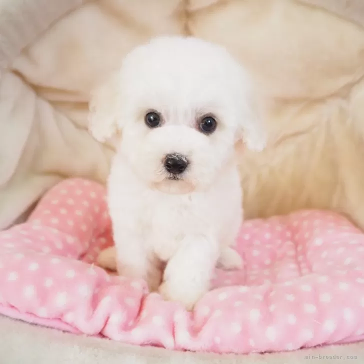 ID：2412-05894の子犬