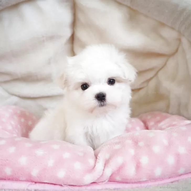 ID：2508-05415の子犬