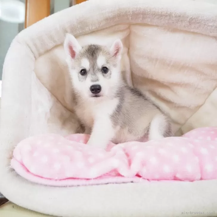 ID：2505-05005の子犬