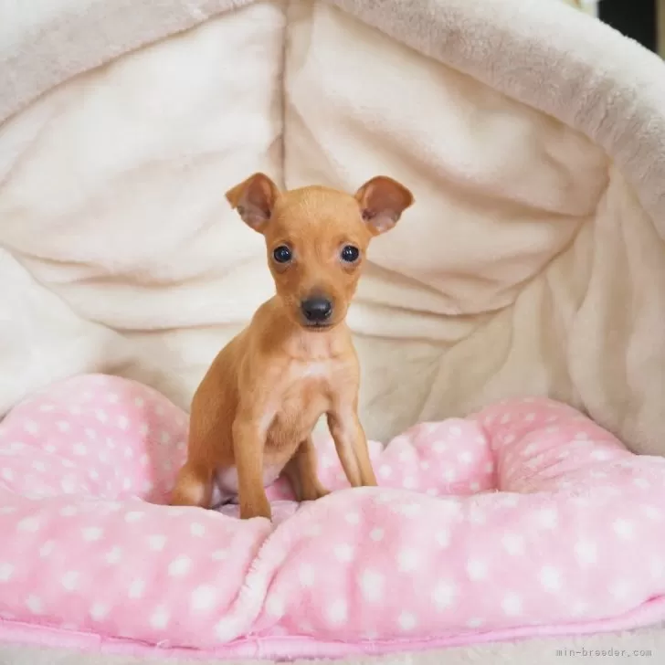ID:2508-02507の子犬