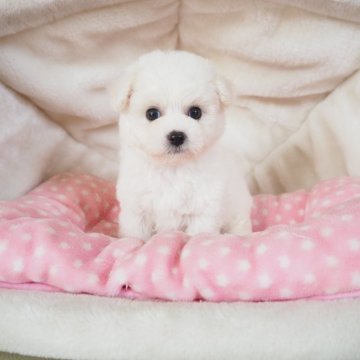 ビションフリーゼ【奈良県・女の子・2025年10月20日・ホワイト】の写真「パパは韓国ミニビション🇰🇷美人さん💖」