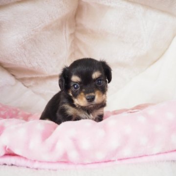 チワックス(チワワ×ダックスフンド)【奈良県・女の子・2025年10月2日・ブラックタン】の写真「優しいお顔つきの女の子💖」