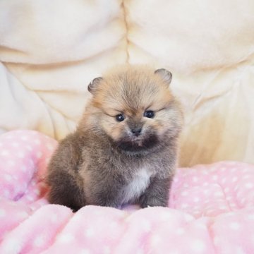 ポメラニアン【奈良県・男の子・2024年10月25日・オレンジ】の写真「小ぶりにぬいぐるみみたいに可愛いコロコロくん💖」