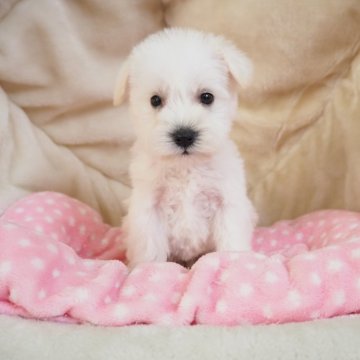 ミニチュアシュナウザー【奈良県・女の子・2024年10月15日・ホワイト】の写真「綺麗なホワイトの美人さん💖」