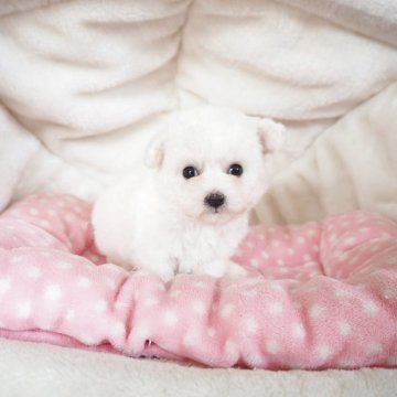 ビションフリーゼ【奈良県・男の子・2025年10月20日・ホワイト】の写真「パパは韓国ミニビション🇰🇷優しいお顔つき💖」