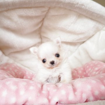 チワワ(ロング)【奈良県・男の子・2025年10月26日・クリーム】の写真「手のひらサイズのおちびくん💖」