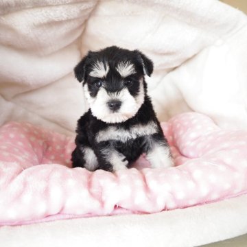 ミニチュアシュナウザー【奈良県・女の子・2025年10月27日・ブラック&シルバー】の写真「綺麗なカラーの可愛い女の子💖」