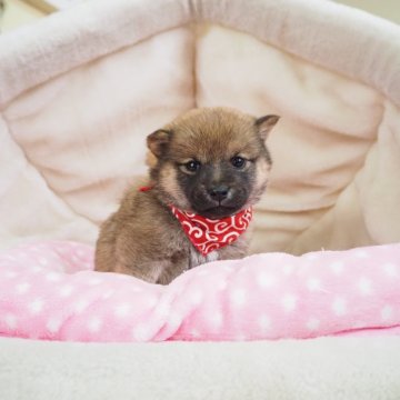 柴犬(豆柴)【奈良県・女の子・2024年12月11日・赤】の写真「両親から三代以上豆柴合格認定犬🌟豆柴家系💖」